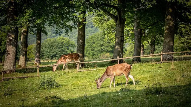 Oliwa parks zoo