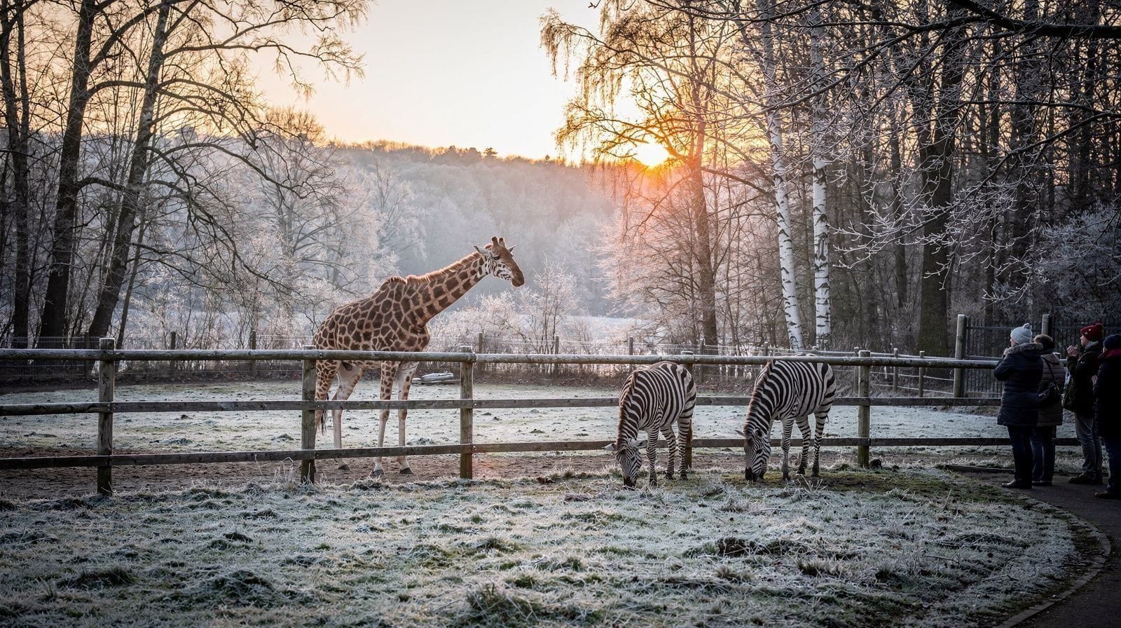 Gdańsk avec des enfants : zoo, parc et cathédrale d'Oliwa